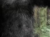 Million Bounty Could Come Down Bigfoot Poo? (Video)