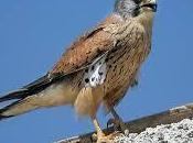 Bird Cleared Spying Israel Turkey