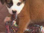 Family Finds Puppy Thrown Trash Side Highway