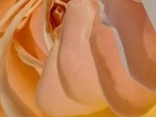 Beautiful Peach Yellow Pastel Roses