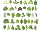 Guest Blogger: Eleanor Sullivan: Herbalism: Scientific Sorcery?