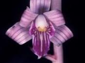Caught Tape: World’s Rarest Orchids Watch Video