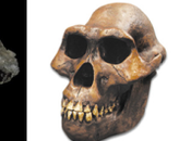 Paranthropus’ Diet Their Brain Size