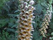 Plant Moment: Digitalis Ferruginea