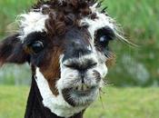 Alpacas With Most Amazing Hair Ever