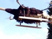 Ostriches Fly? Least This Dead Does Thanks Quadcopter