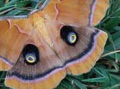 Creation Grace: Mammoth Moth