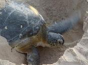 AKUMAL, MEXICO, Place Turtles