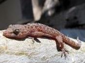 Featured Animal: Gecko