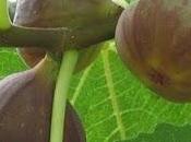 Summertime Poem: Figs Birds