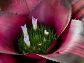 Bromeliads