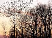 Creation Grace: Starling Murmuration Evening Roost