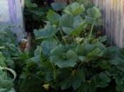 Escapees from Squash Patch