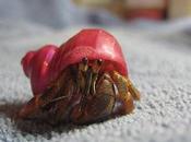 Weight World: Hermit Crab Shell