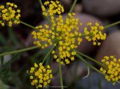 Native Apiaceae