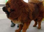 China Swaps Lion Dog, Hopes Notices