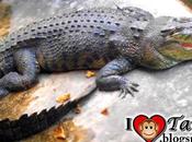 Crocodiles Palawan Wildlife Rescue Conservation Center Puerto Princesa?