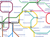 Subway Metabolism Infographic