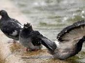 'Zombie Pigeon' Epidemic Sparks Fears Transmission Humans (Video)