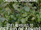 Ladybugs: Good Guys Organic Gardening