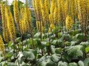 Plant Week: Ligularia Przewalskii ‘The Rocket’