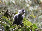 Baby Colobus Monkeys Nyungwe Forest Rwanda