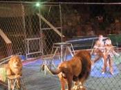 Circus Lions Decide They’re Going Take Anymore