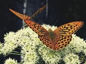 Step Rockets’ ‘kisser’ Will Have Hitting Back Button [free Mp3]