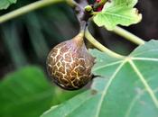 Fruit Flora Fauna