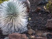 Silversword