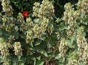 Plant Week: Phlomis Samia