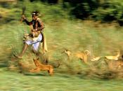 Domestic Dogs: Where They Come From?