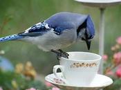 Bird Feeding: Safety Tips