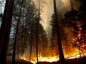 Wildfires Started Al-Qaeda Economic Warfare Against America