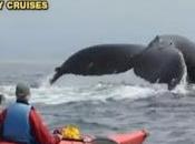 Kayaker Encounters 80,000 'Humpback Whale' (Video)