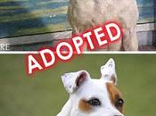 Second Chance Photos Seth Casteel