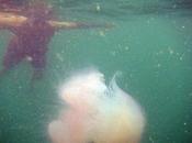 Swimming Jellyfish Swarm
