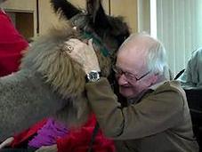 Precious Therapy Llamas Bring Sick Elderly