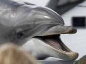 Navy: Training Kill Hundreds Dolphins, Whales