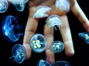 Day: Moon Jellyfish Babies