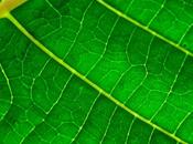 Chemists Chlorophyll From Plants Create Solar Cells, LEDs, Lasers