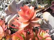 Spring's Other Colours