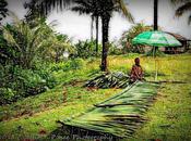 Photoart Palm Frond Weaver