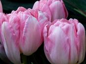 Pink Purple Tulips