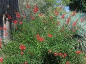 Ruth Bancroft Garden, Francisco