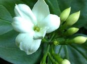 Sambac Jasmine