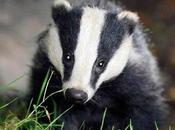 Badger Culls Attempt Halt Spread Bovine Tuberculosis