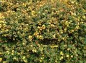 Plant Week: Hypericum Forrestii