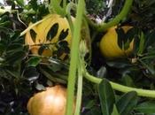 Tree Squash