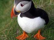 There Once Puffin